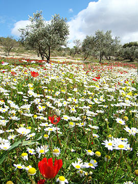 Spring in Pelion